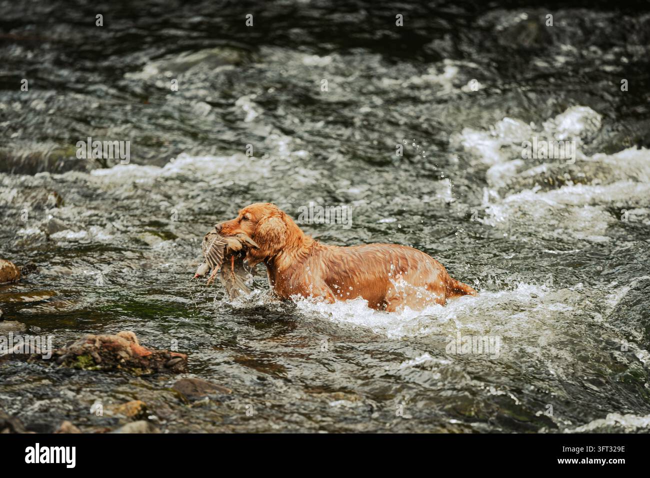 Spaniel gundog splashing through a rocky river while retrieving game on a driven shoot in the Scottish Borders, UK Stock Photo