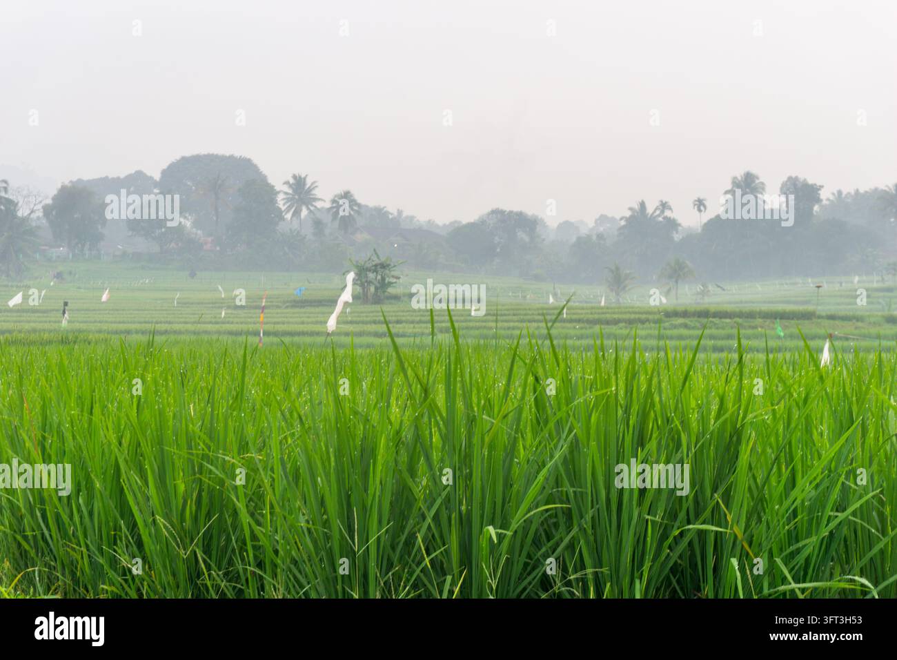 An aerial view of the Indonesian landscape in the morning, shrouded in ...