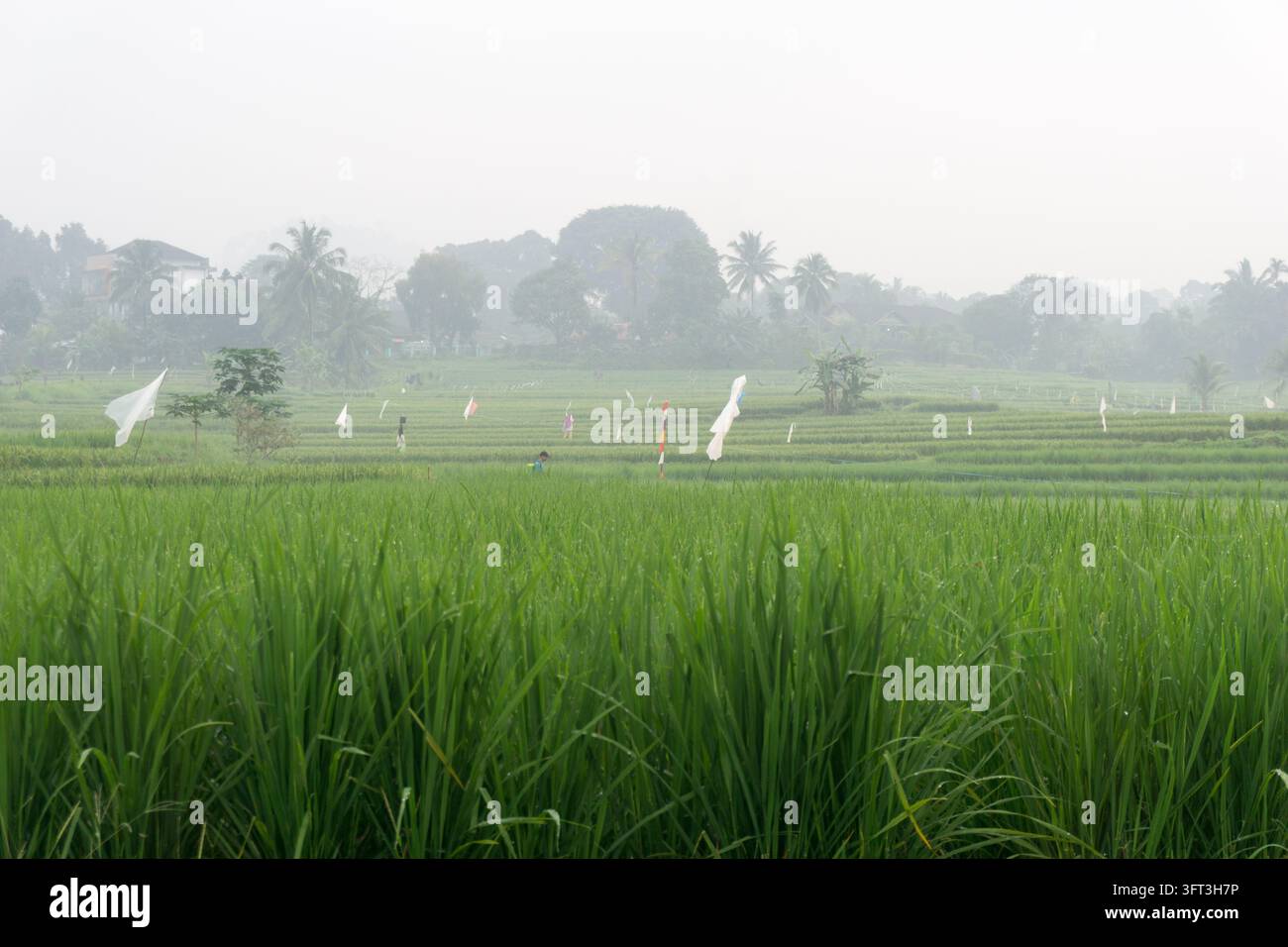 An aerial view of the Indonesian landscape in the morning, shrouded in ...