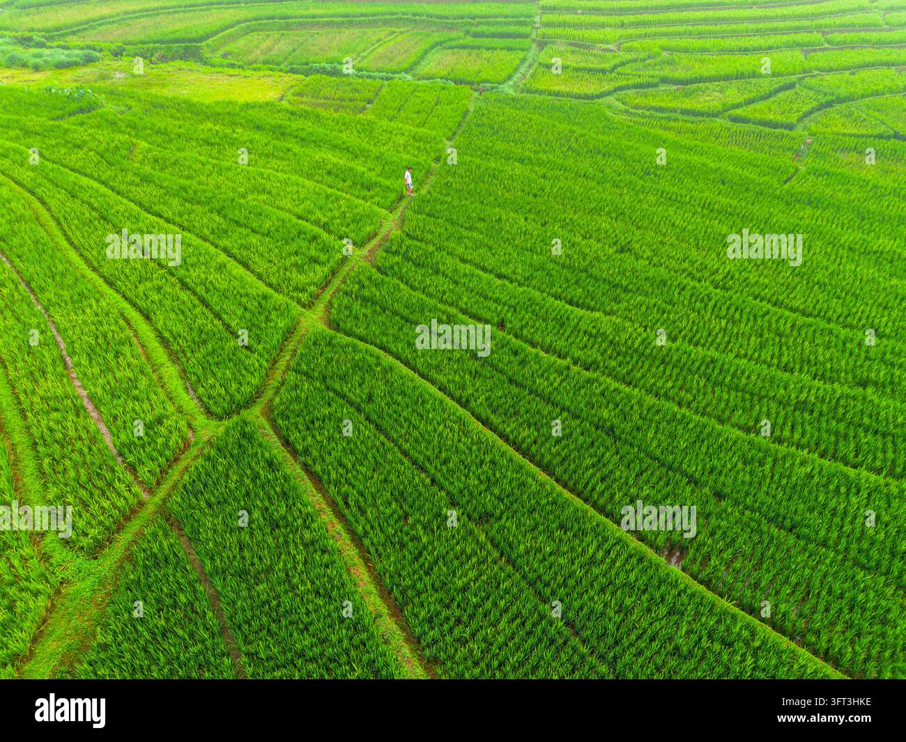 An aerial view of the Indonesian landscape in the morning, shrouded in ...