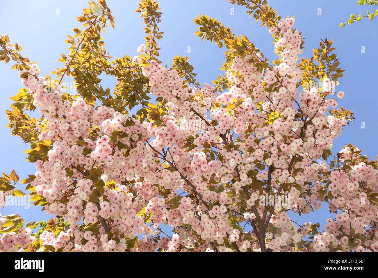 Beautiful sakura tree in sunny spring day Stock Photo - Alamy