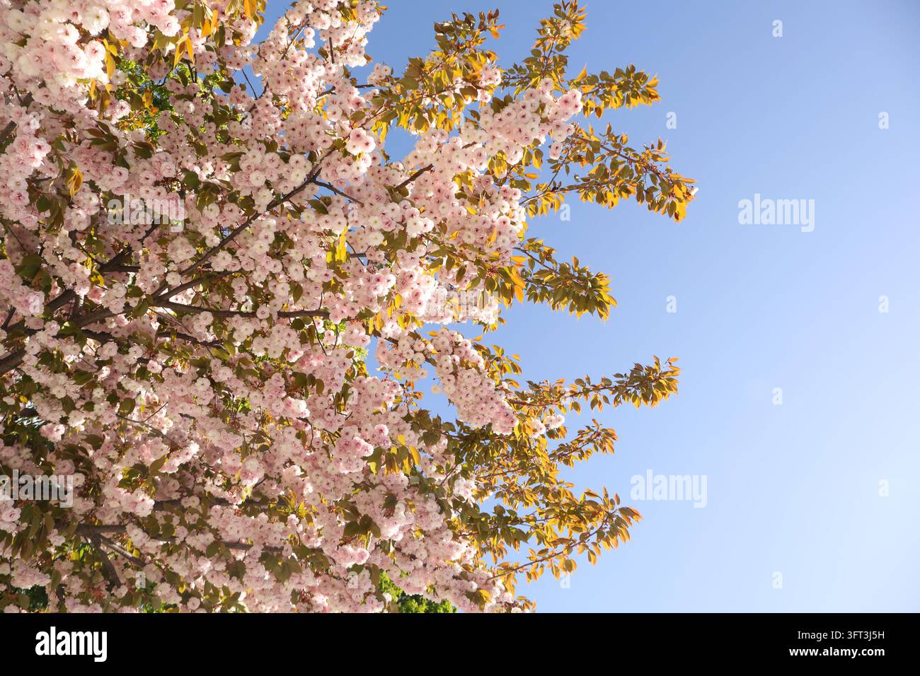 Beautiful sakura tree in sunny spring day Stock Photo - Alamy