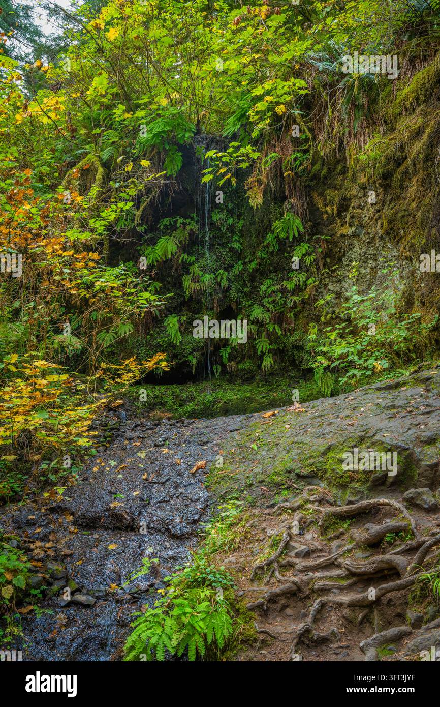 Vibrant autumn leaves surround a quiet stream in Oregon's park Stock ...