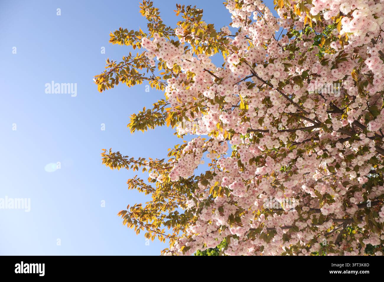 Beautiful sakura tree in sunny spring day Stock Photo - Alamy