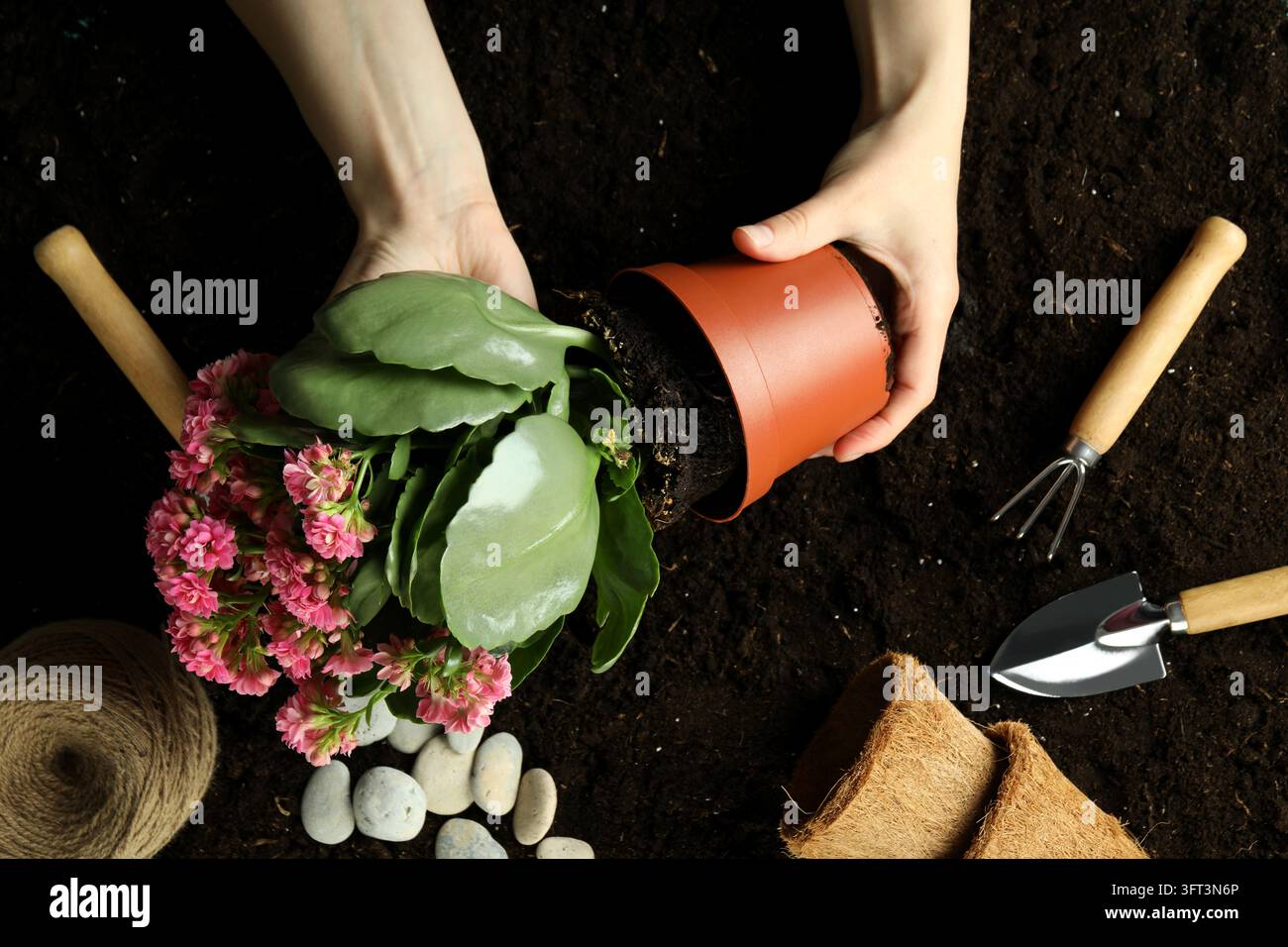 Concept of gardening on soil background, top view Stock Photo - Alamy