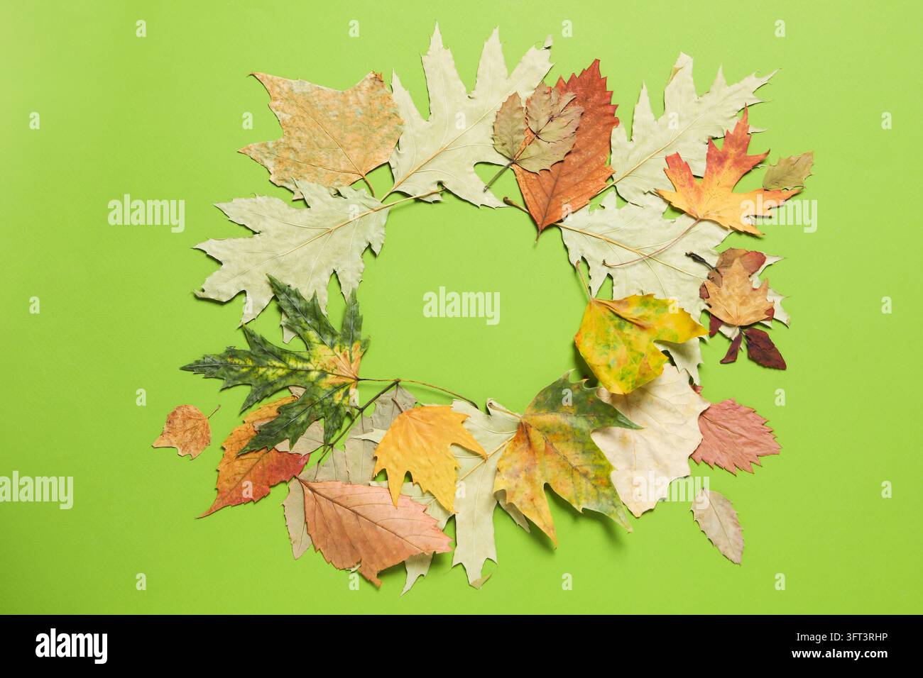 Autumn leaves on green background, space for text Stock Photo - Alamy