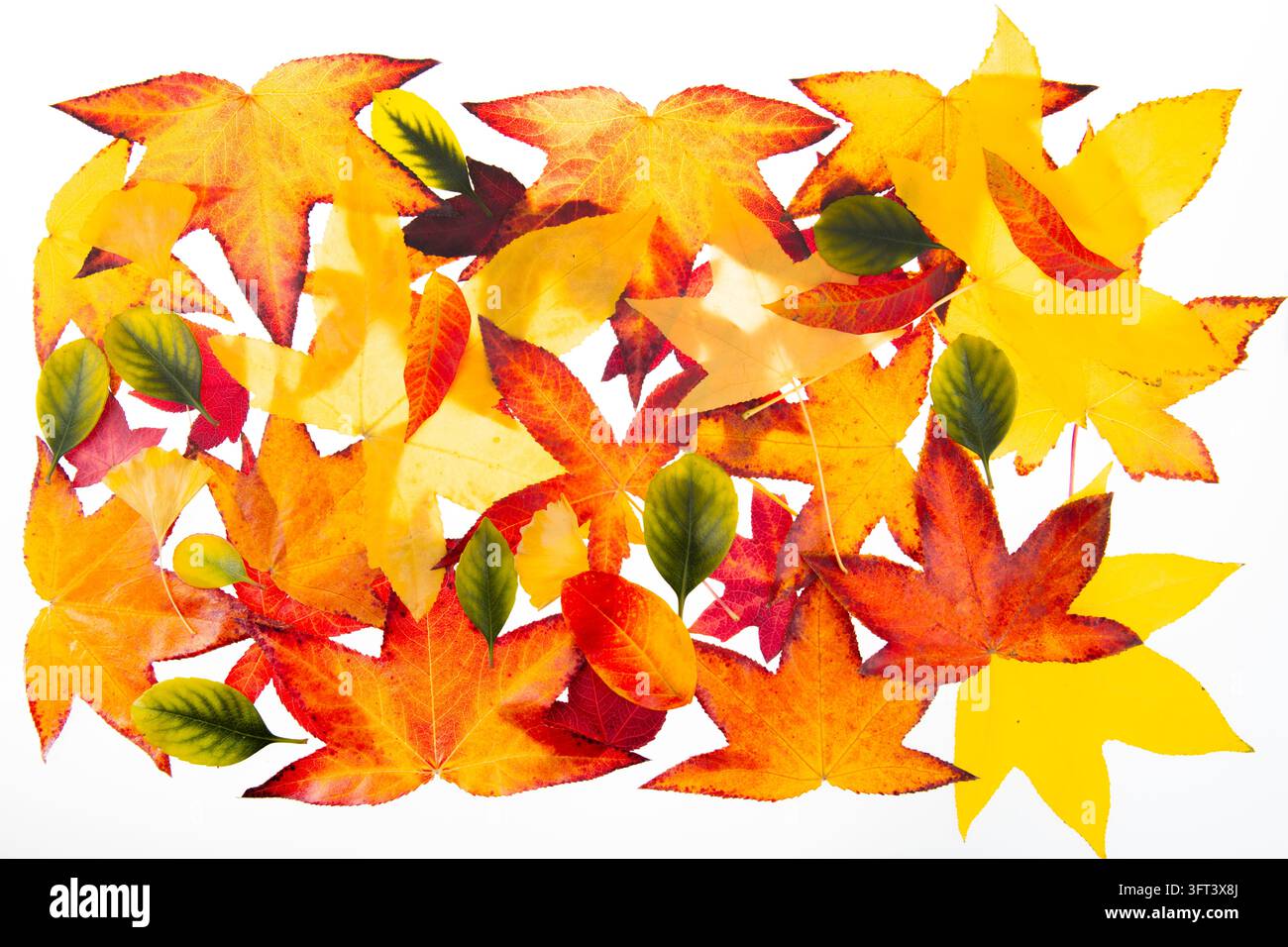 Leaf pattern with colorful autumn foliage. Natural leaf collection on ...