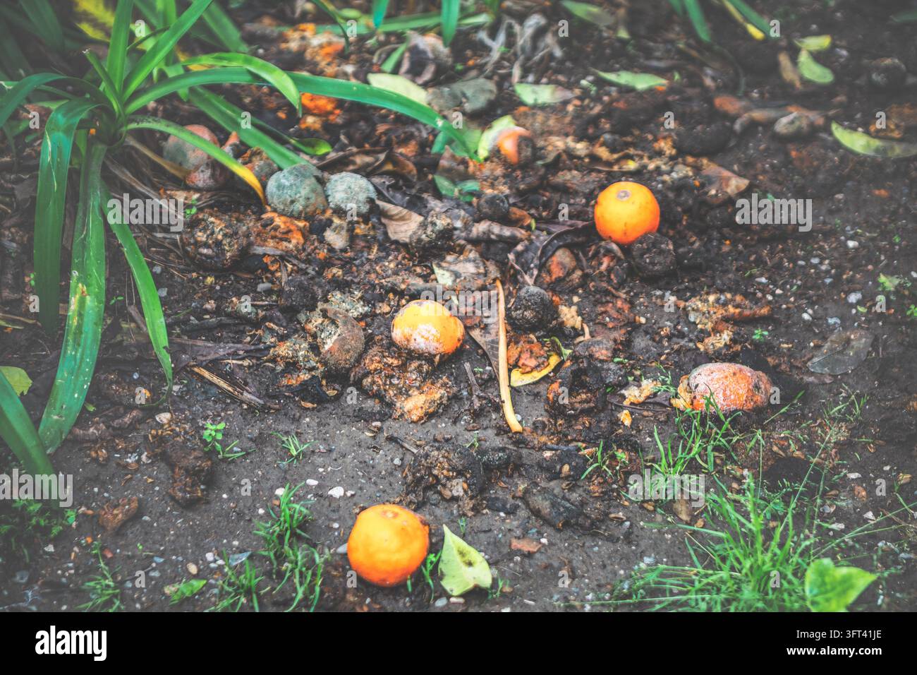 Fallen oranges and decomposing fruit scattered on dark garden soil ...