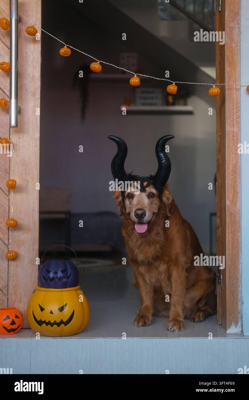 A portrait of a Golden Retriever sitting at the entrance of a house ...