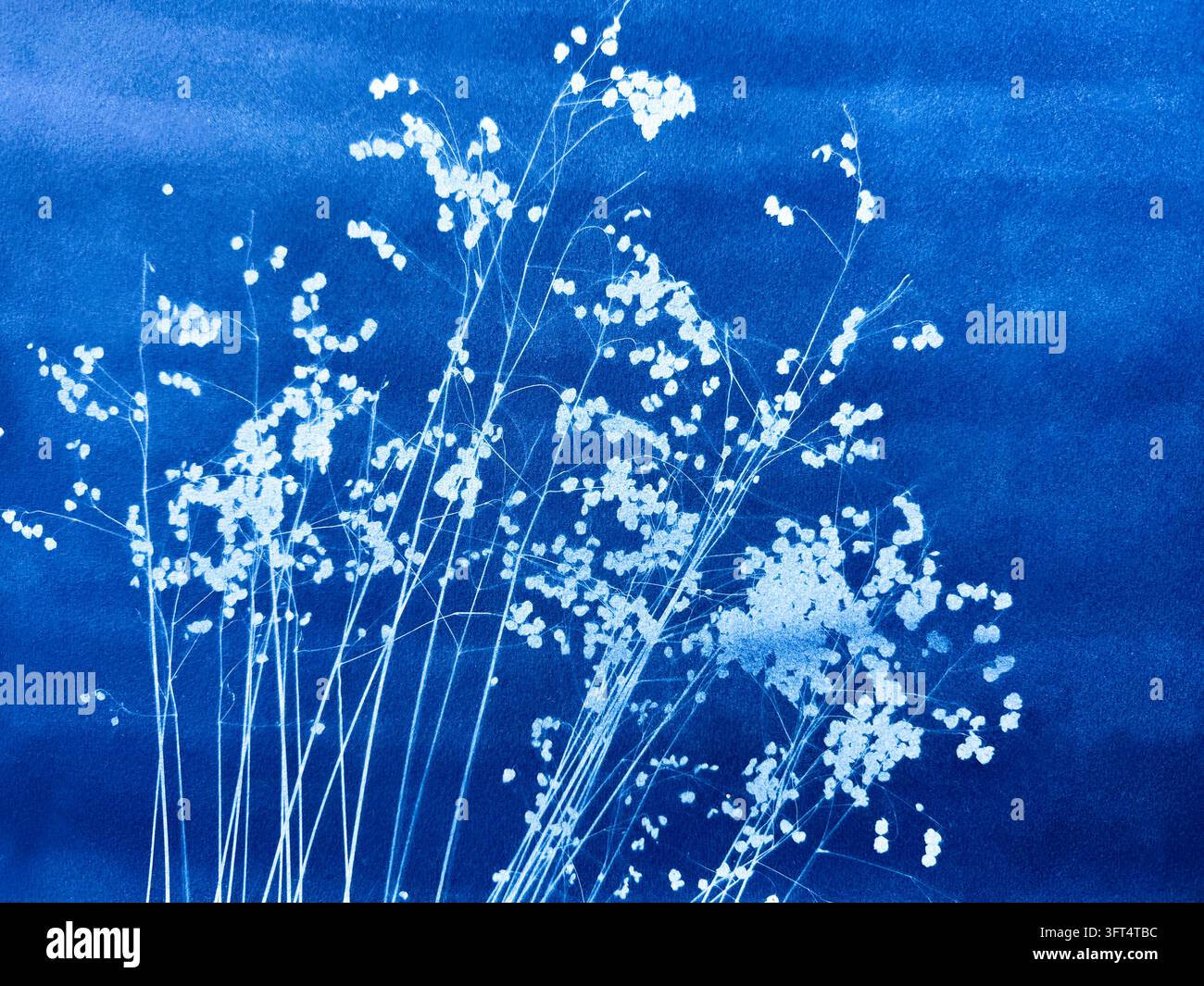 Flowering grass composition made in cyanotype technique Stock Photo - Alamy