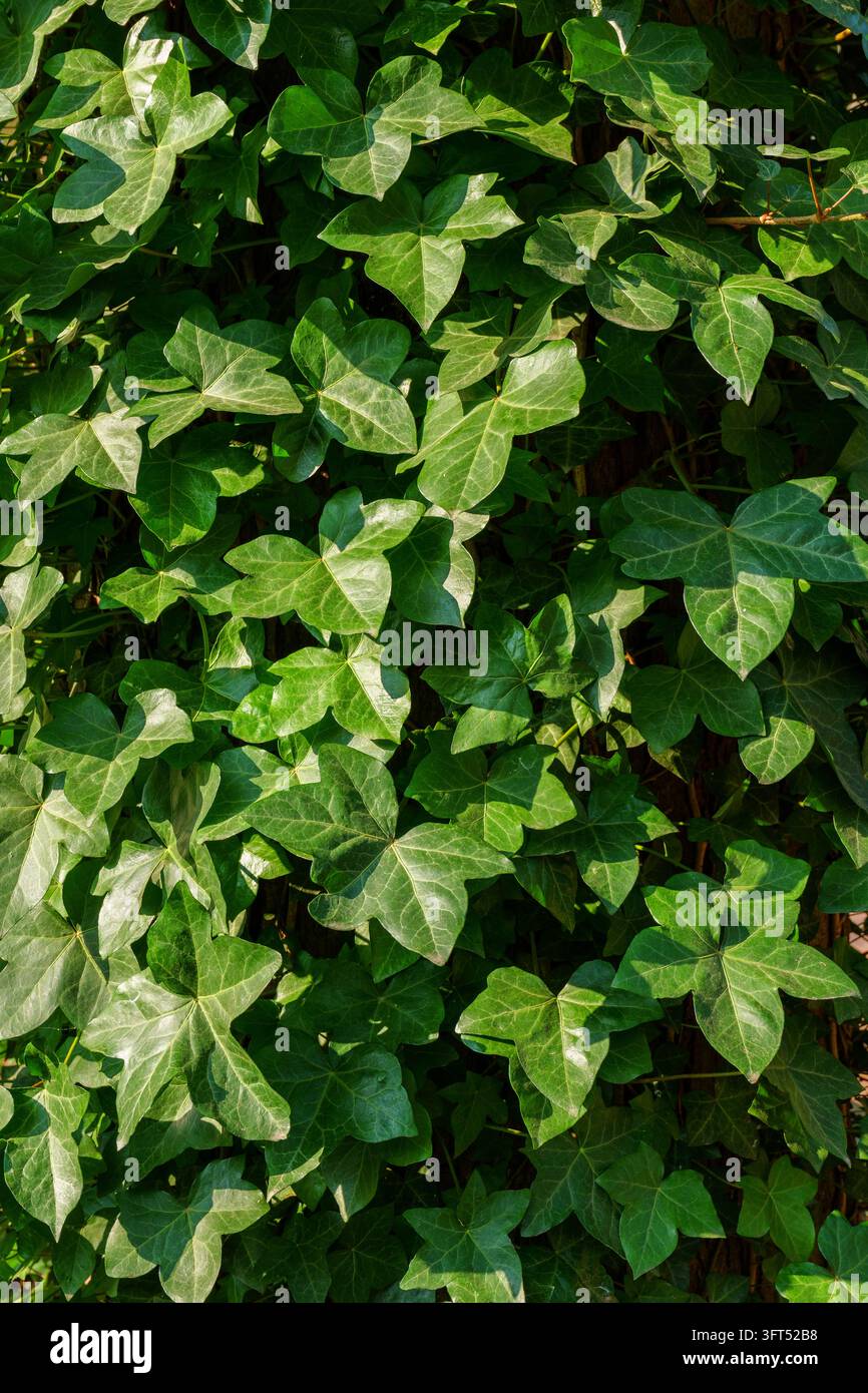 Dense ivy foliage with glossy green leaves forming real natural textured surface and overlapping shapes creating lush botanical pattern in soft Stock Photo