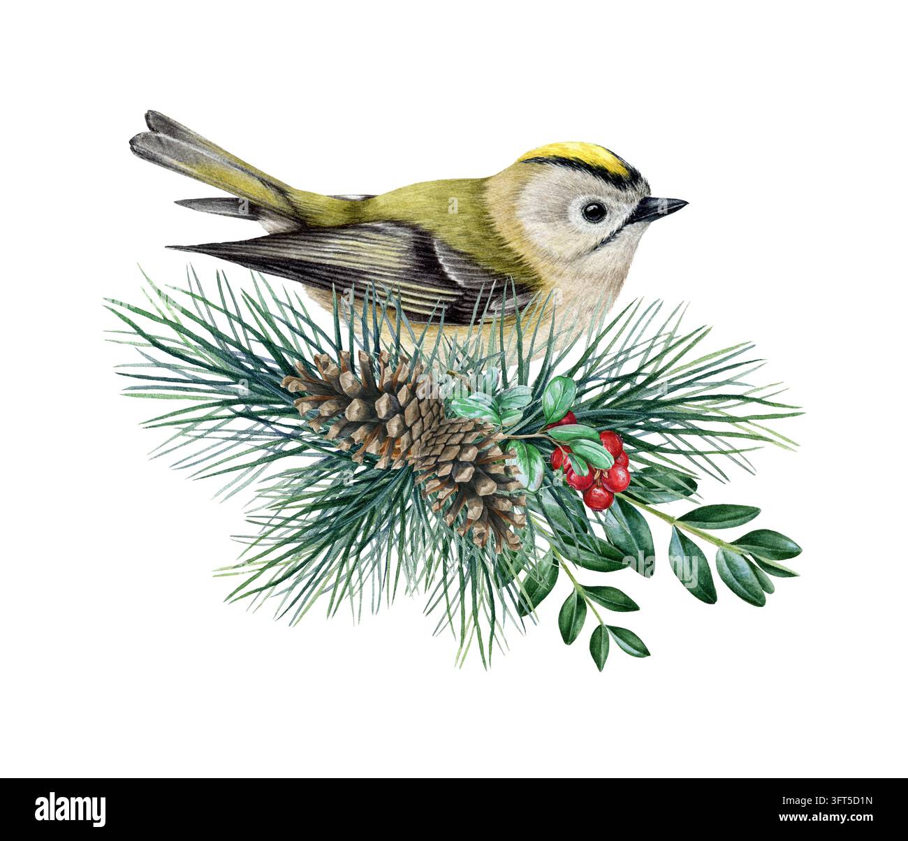Goldcrest bird with conifer tree branch, pine cones and red berries ...
