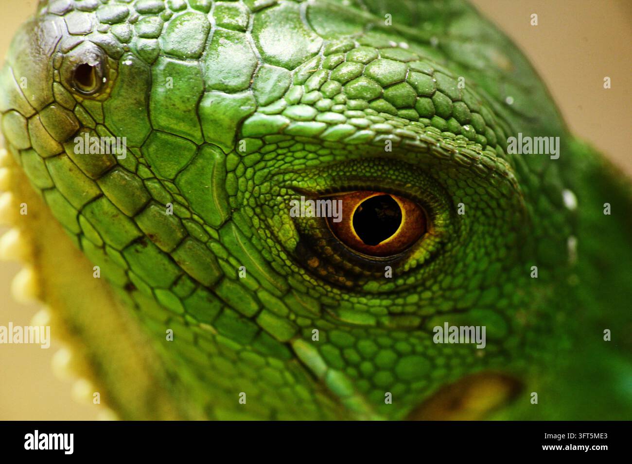Green Basilisk (Basiliscus plumifrons), 2013. Natural history ...