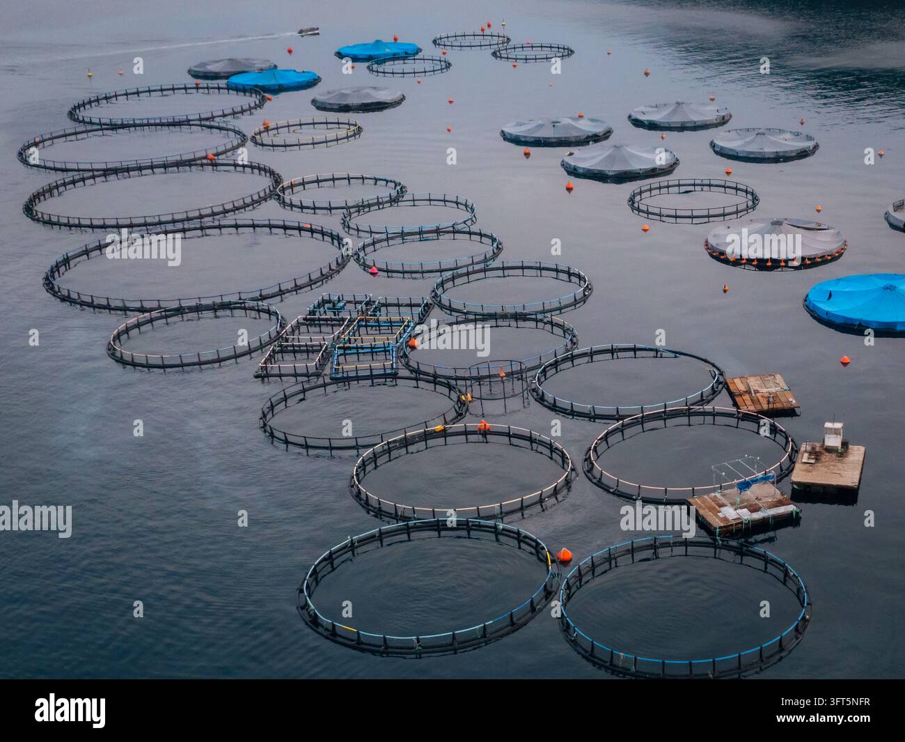Floting Farm Aerial view of a fish farm with circular aquaculture cages and floating ...