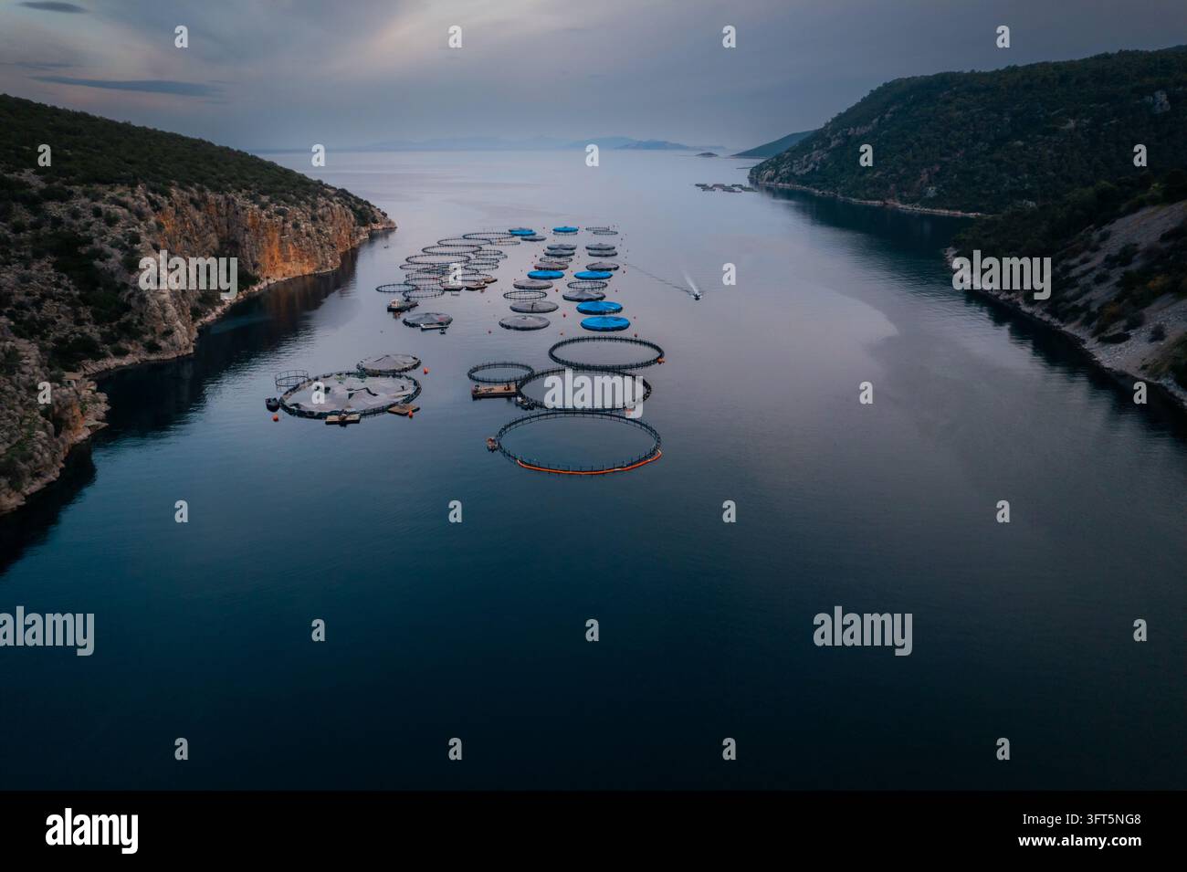 Floting Farm Aerial view of a fish farm with circular floating cages in a calm bay ...