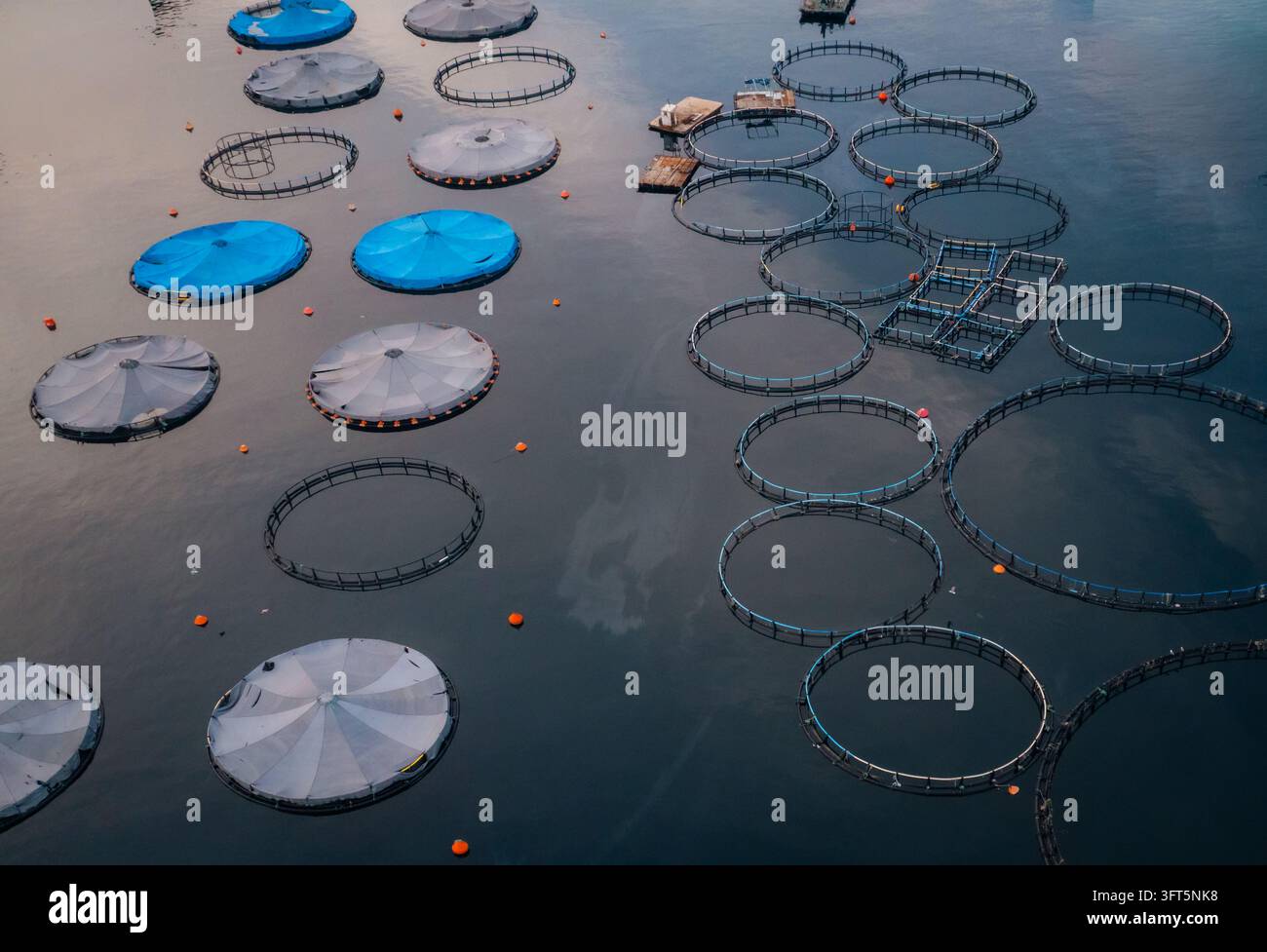Floting Farm Aerial view of fish farm with circular cages and blue covers floating ...