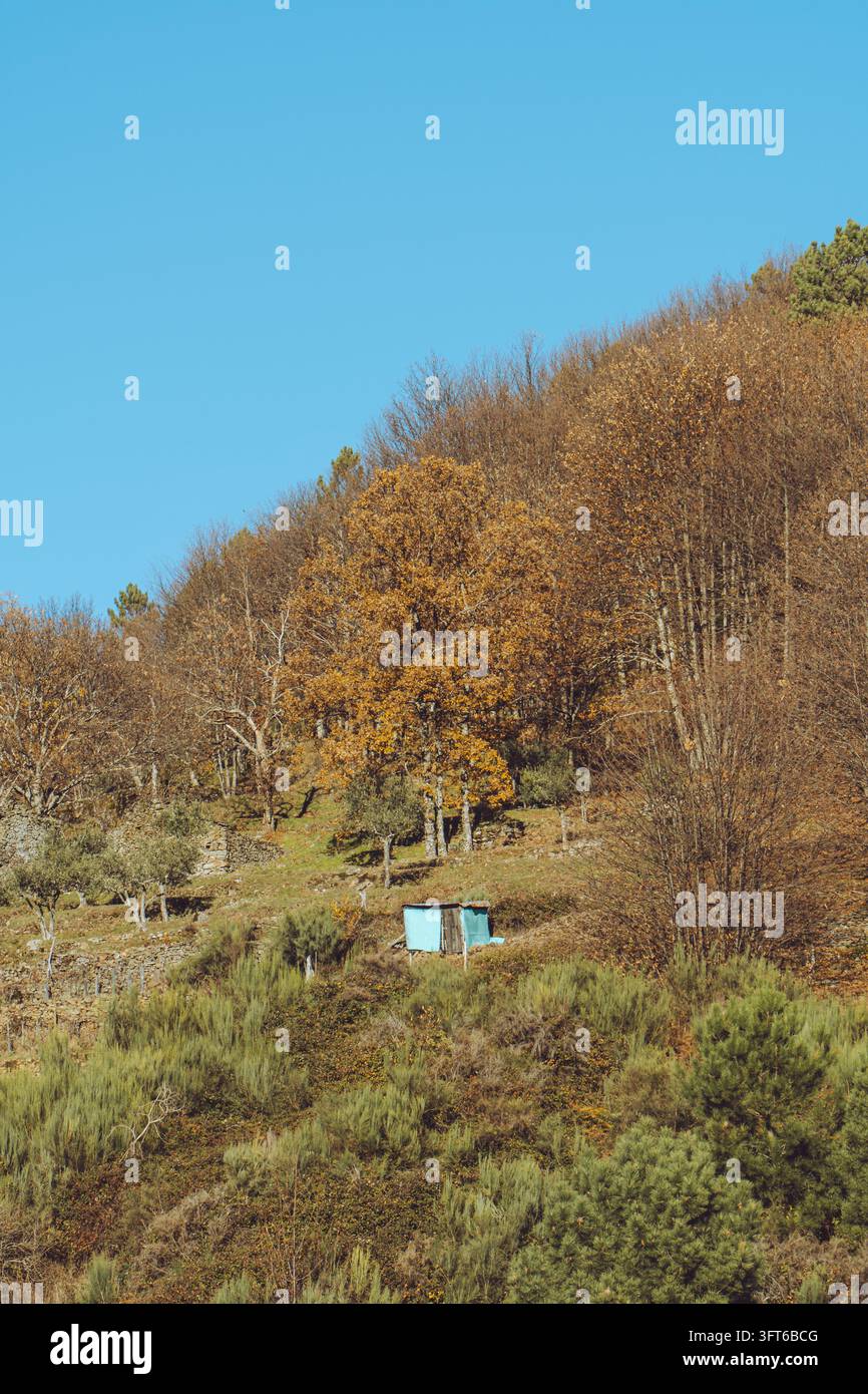 Autumn landscape with golden trees and a small rustic shack in Serra da ...