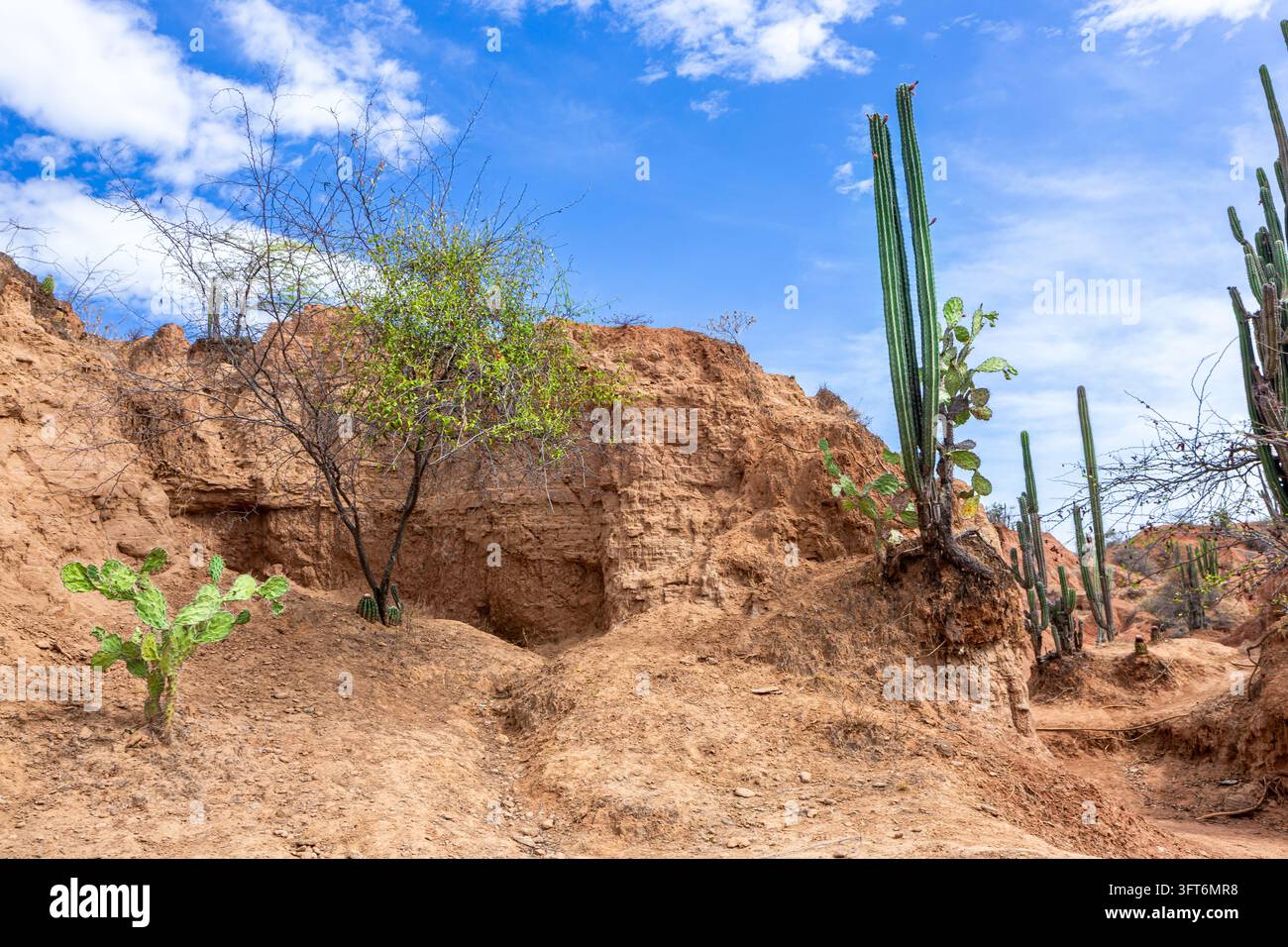 View of the arid landscape of the Tatacoa Desert with tall cacti and ...
