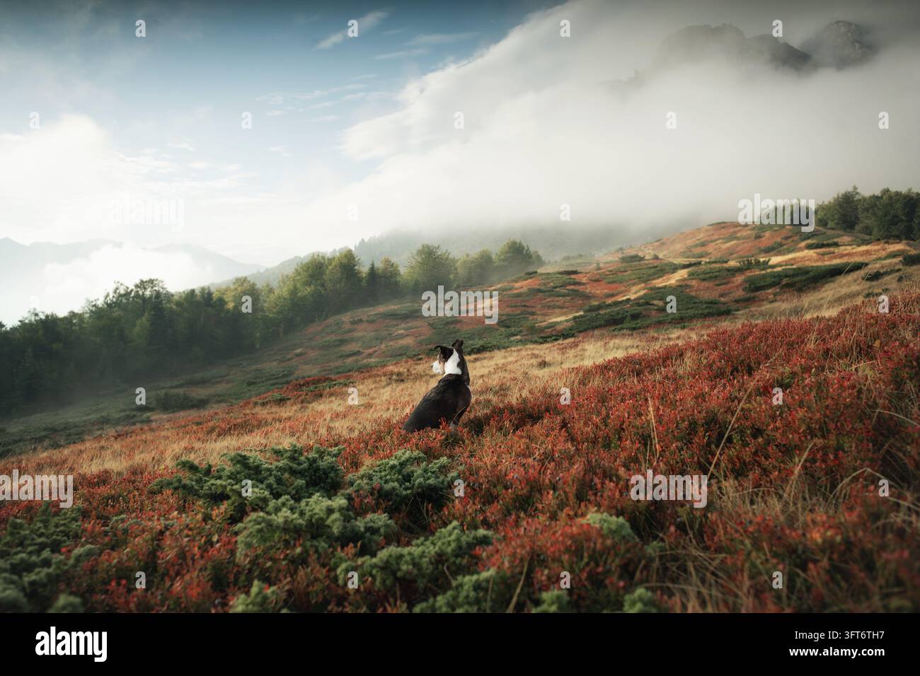 Tricolor crossbreed dog sitting patiently on a red autumn slope in ...