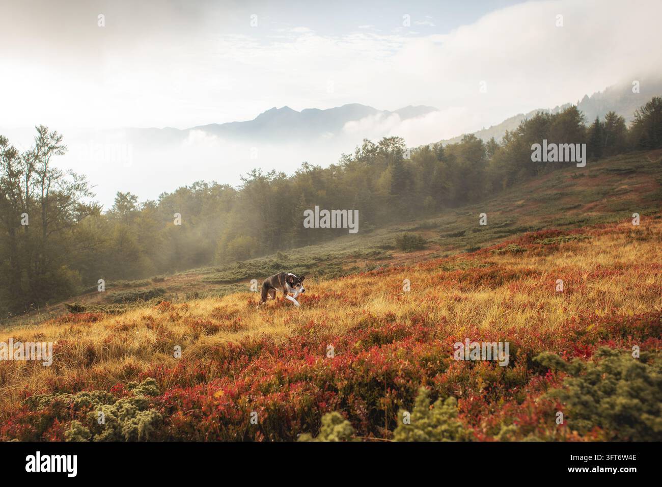 Tricolor crossbreed dog exploring a vast autumn mountain meadow in ...