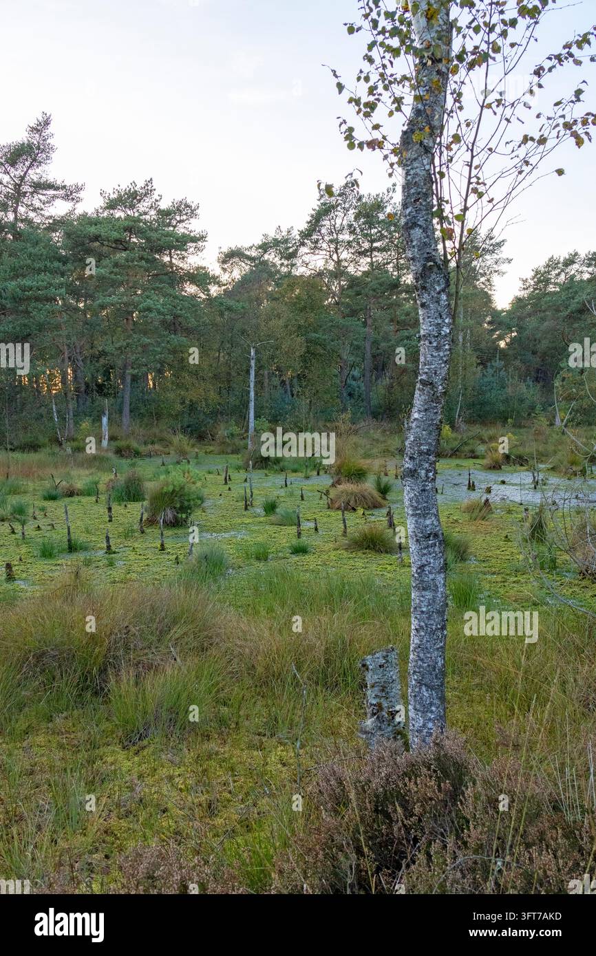 Bog, birch tree, Tister Bauernmoor, Tiste, Sittensen joint community ...