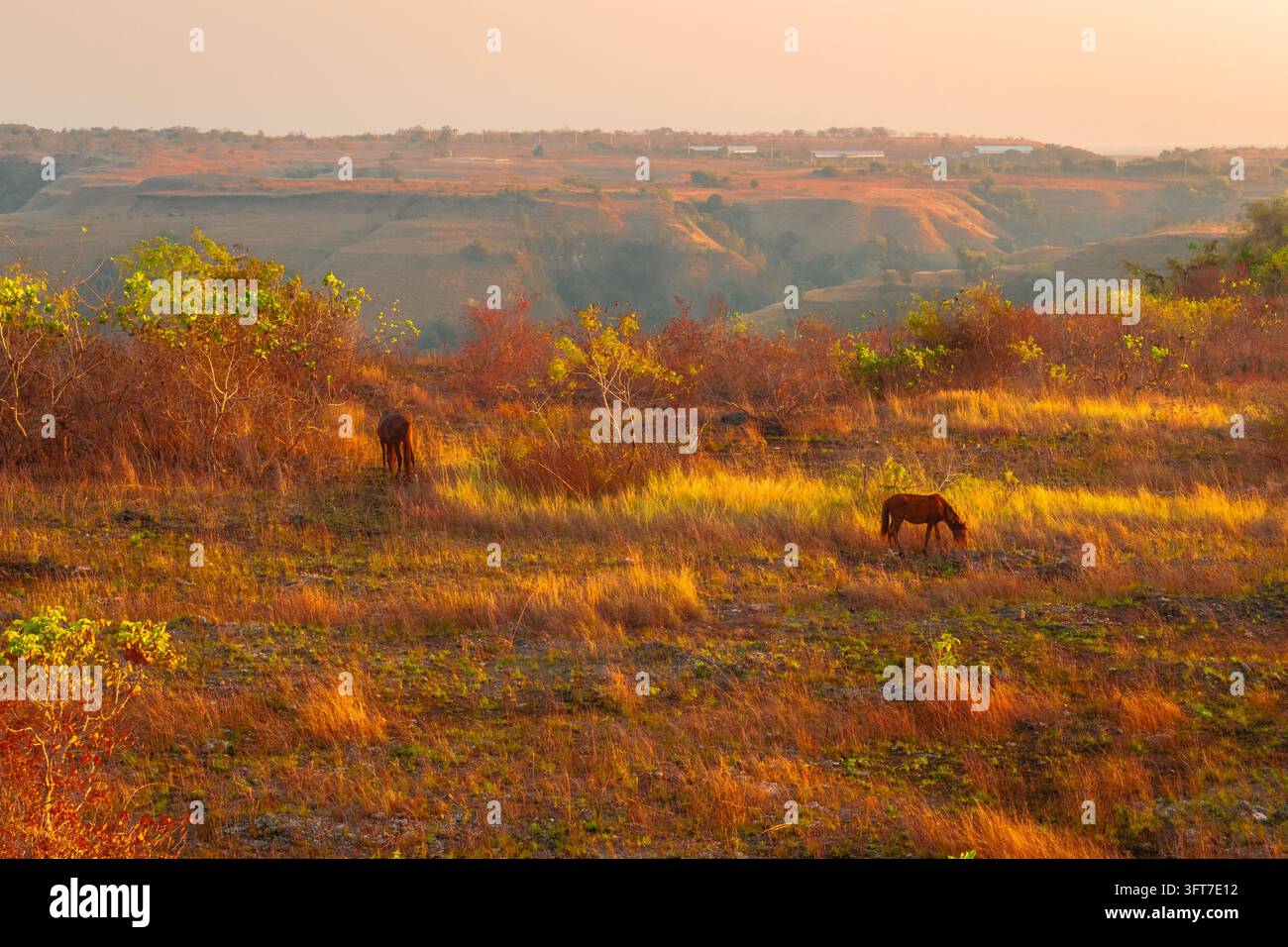 Aerial view of Hars Garden Sumba with horses grazing in the golden ...
