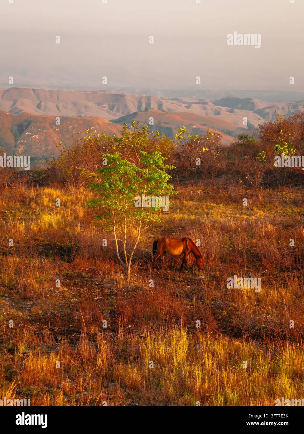 Aerial view of a horse grazing in the dry grasslands of Hars Garden ...