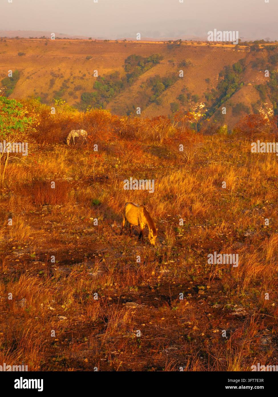 Aerial view of horses grazing in the golden dry grass of Hars Garden ...