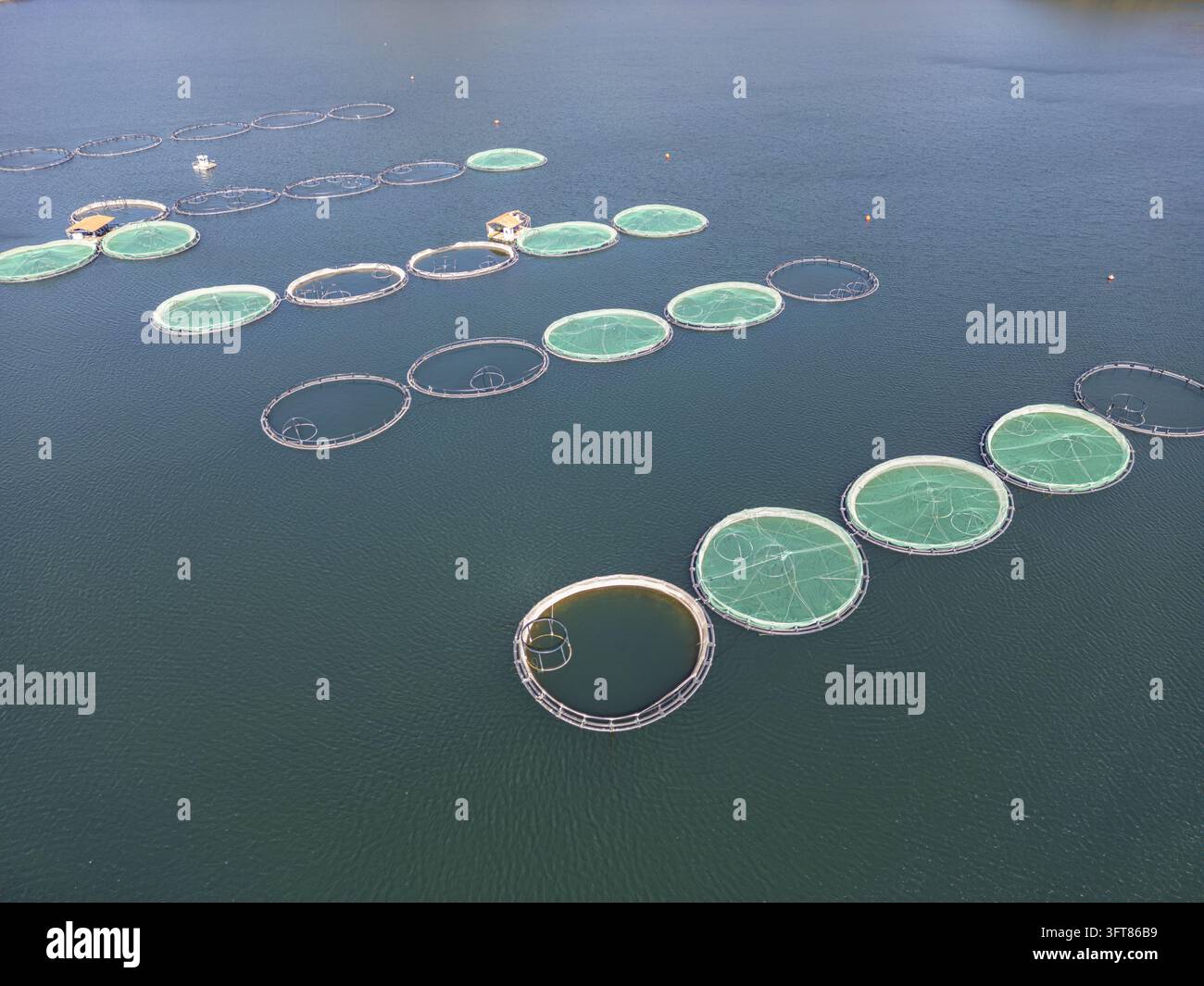 Floting Farm Aerial view of circular fish farm cages floating on the calm blue water ...