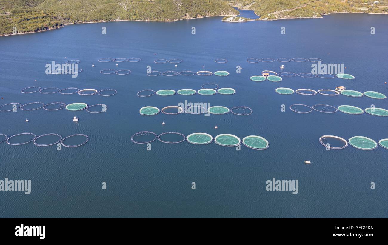 Floting Farm Aerial view of Kilic Fish Farm with numerous circular fish cages ...