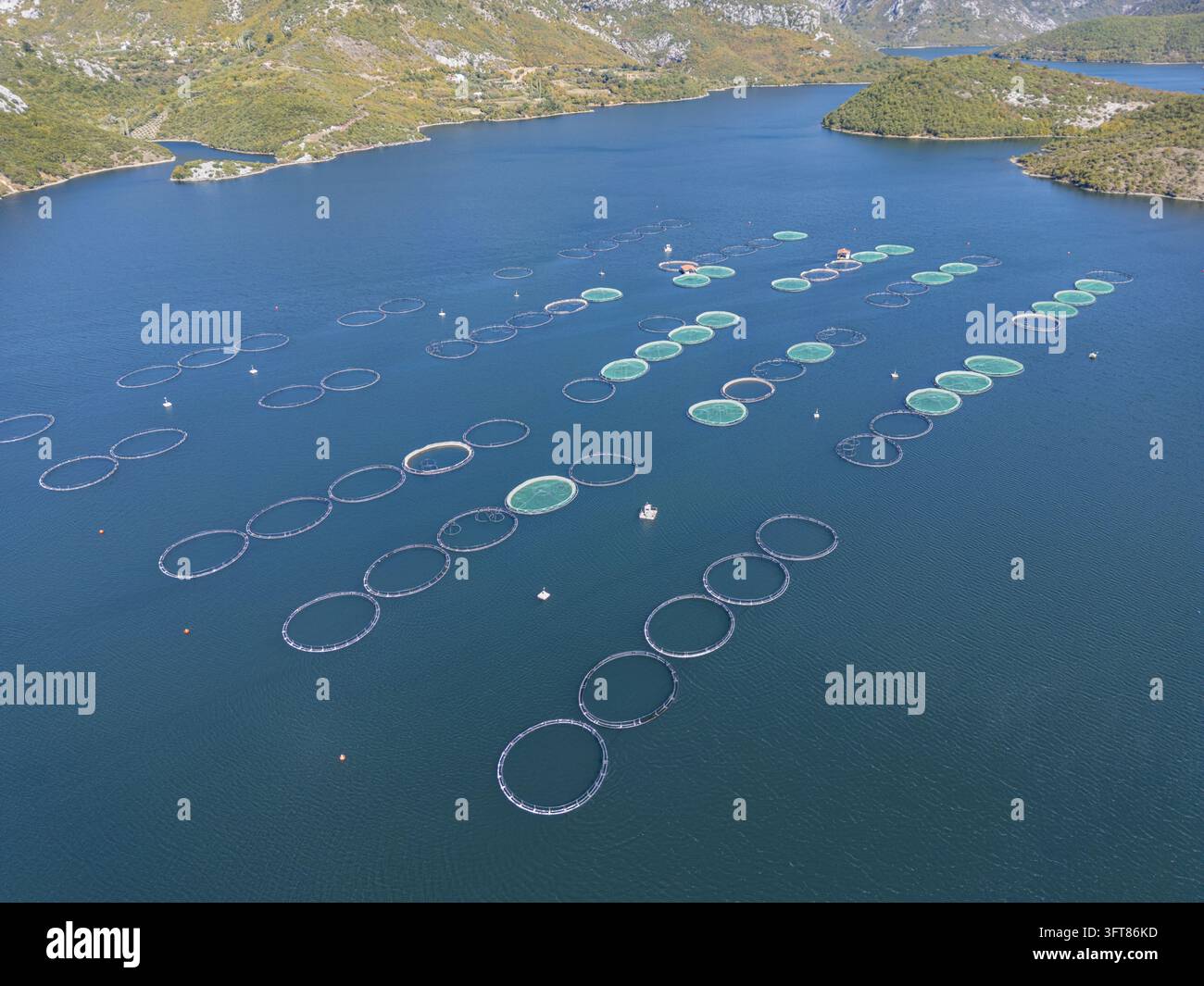 Floting Farm Aerial view of Kilic Fish Farm with circular fish cages floating in the ...