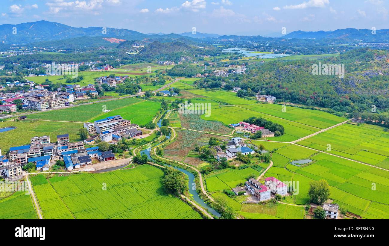 Rice paddies transitioning from green to yellow, farmhouses and a ...