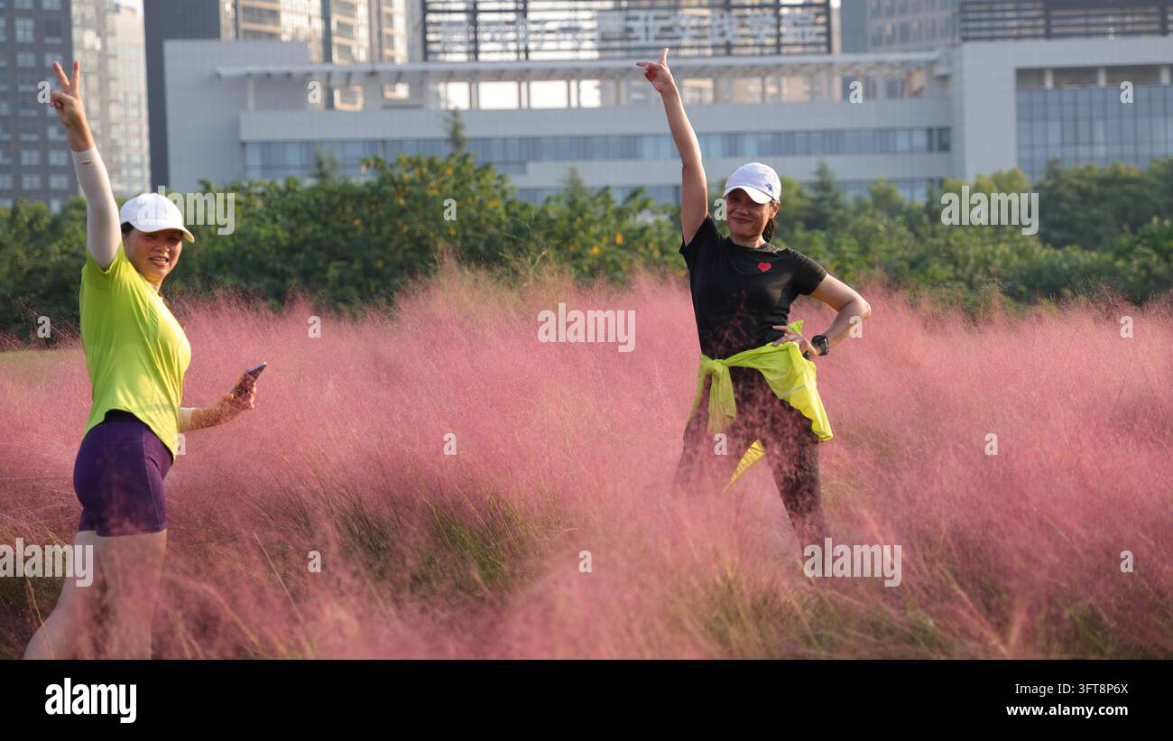 Large tracts of pink muhly grass are in full bloom east of the Huaqiao ...
