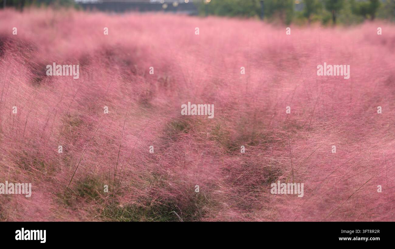 Large tracts of pink muhly grass are in full bloom east of Huaqiao toll ...