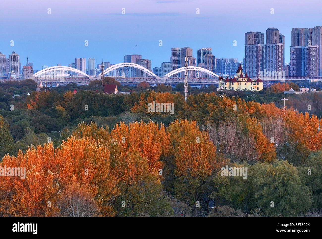 Rows of poplar trees turn golden as autumn wind brushes their leaves on ...