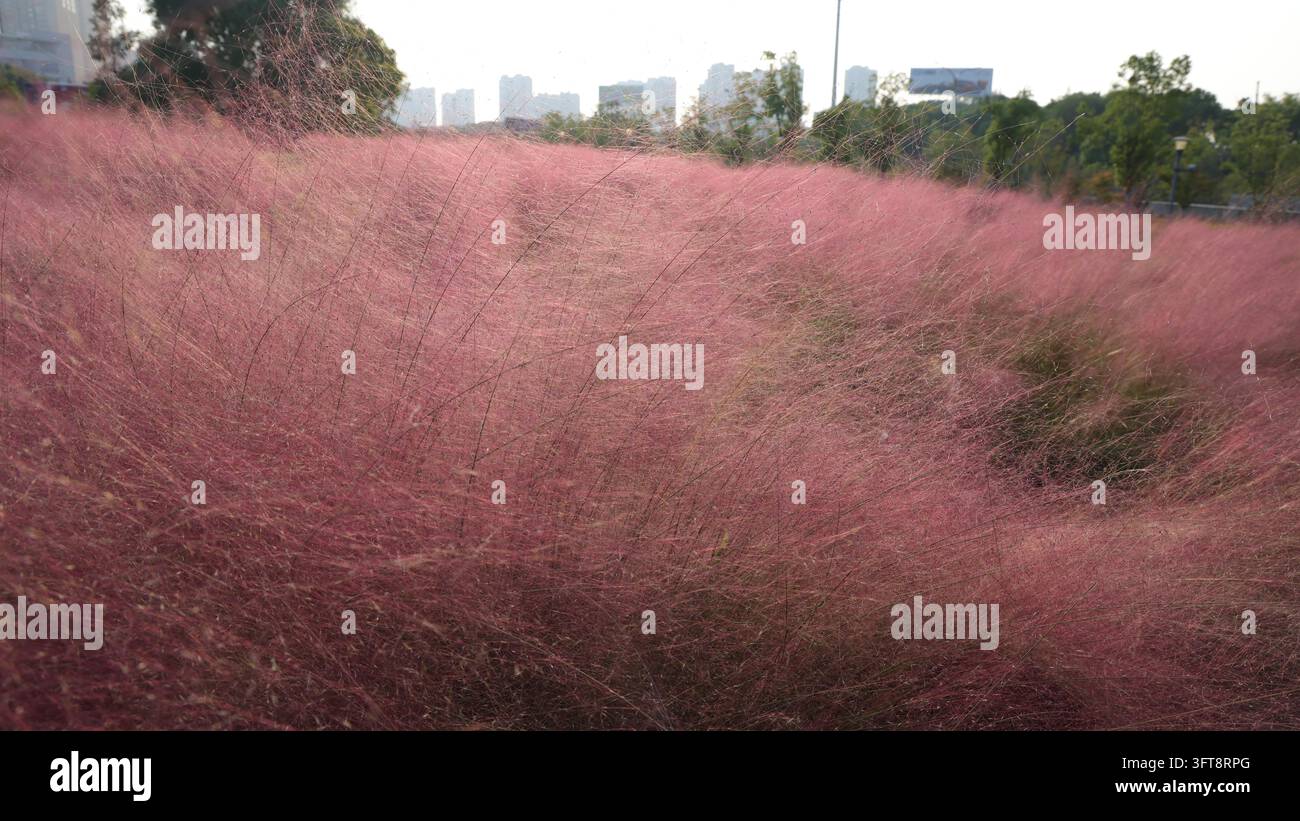 Large tracts of pink muhly grass are in full bloom east of the Huaqiao ...