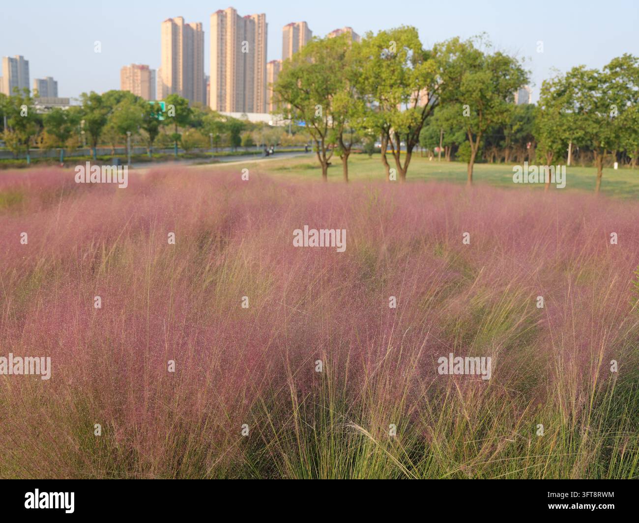 Large tracts of pink muhly grass are in full bloom east of the Huaqiao ...