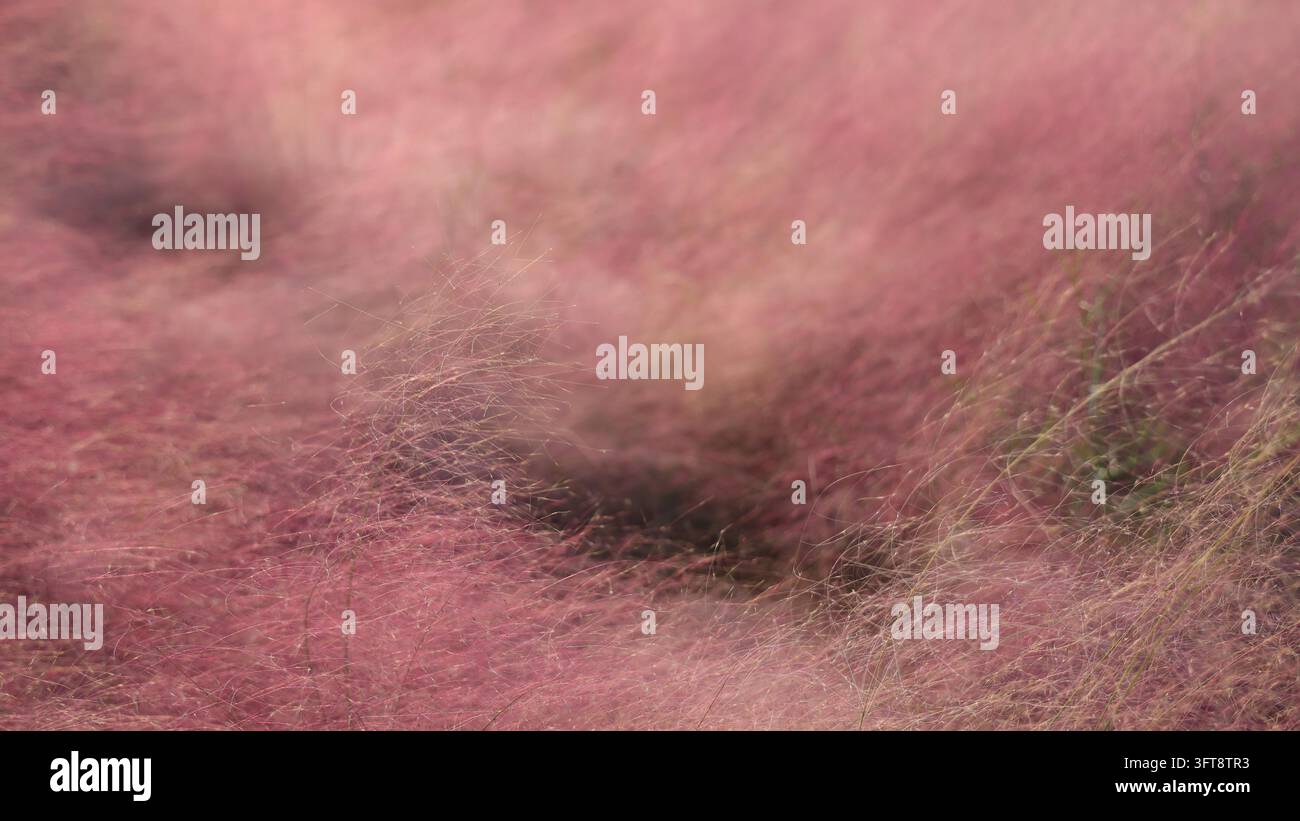 Large tracts of pink muhly grass are in full bloom east of the Huaqiao ...