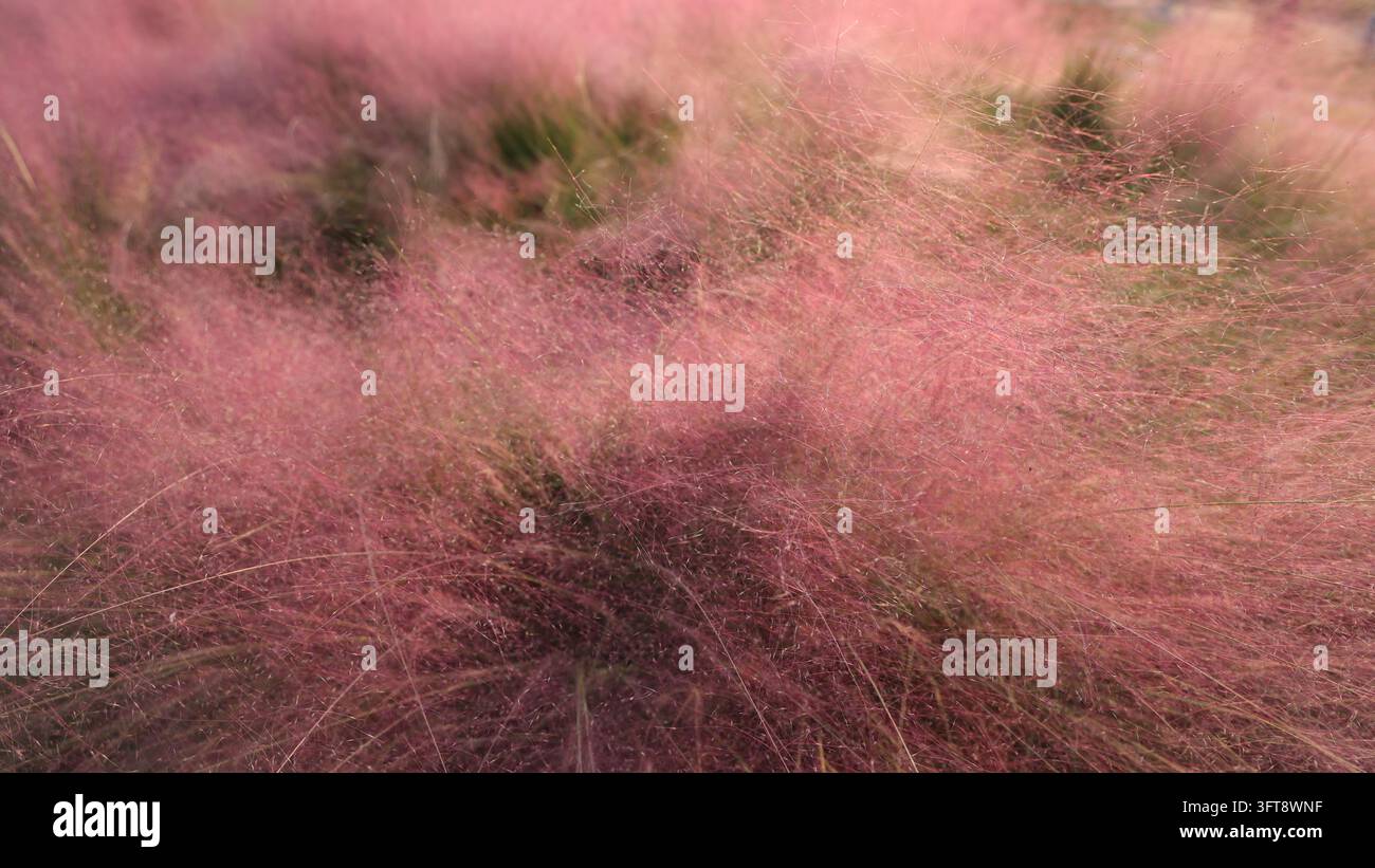 Large tracts of pink muhly grass are in full bloom east of Huaqiao toll ...