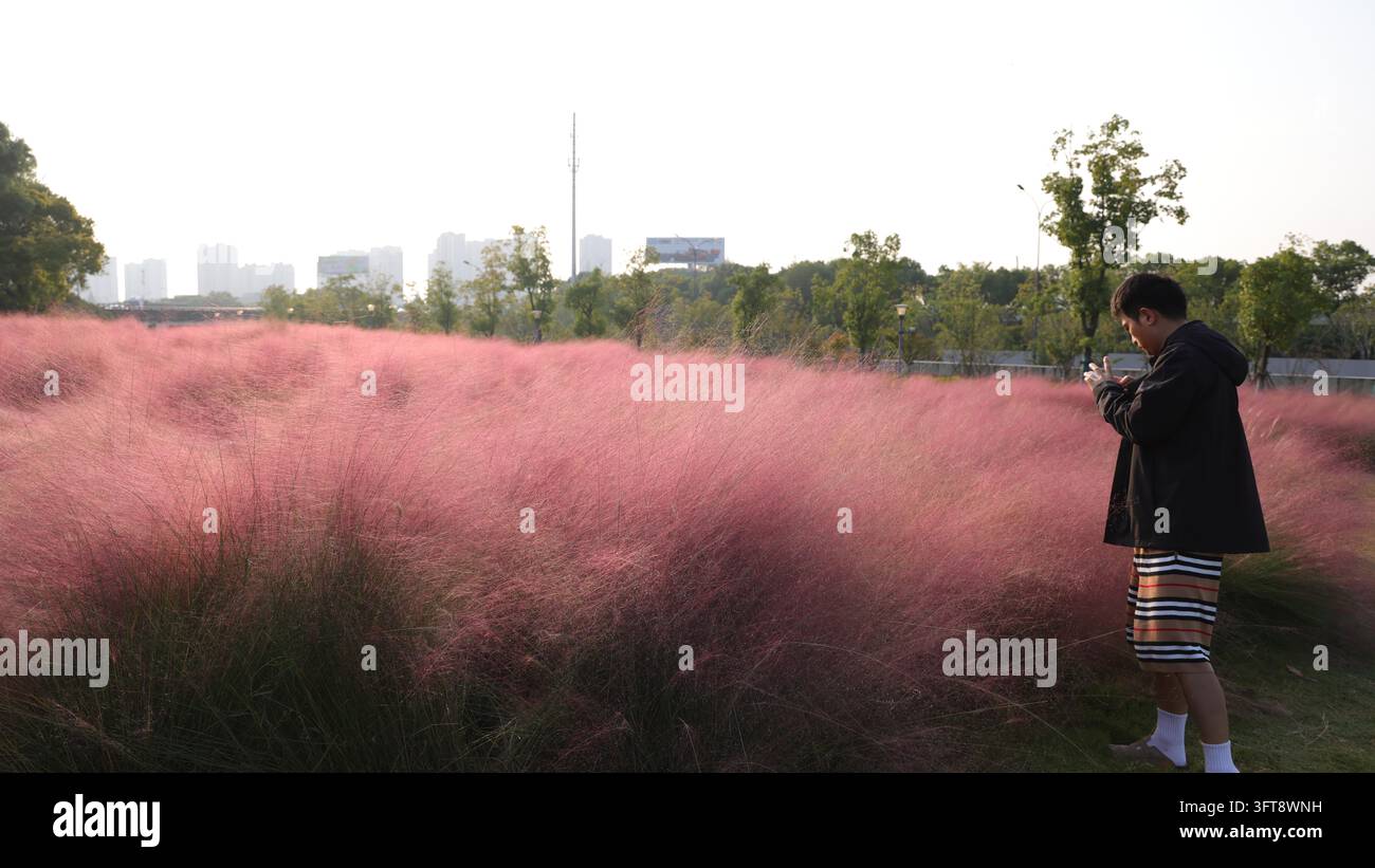Large tracts of pink muhly grass are in full bloom east of the Huaqiao ...