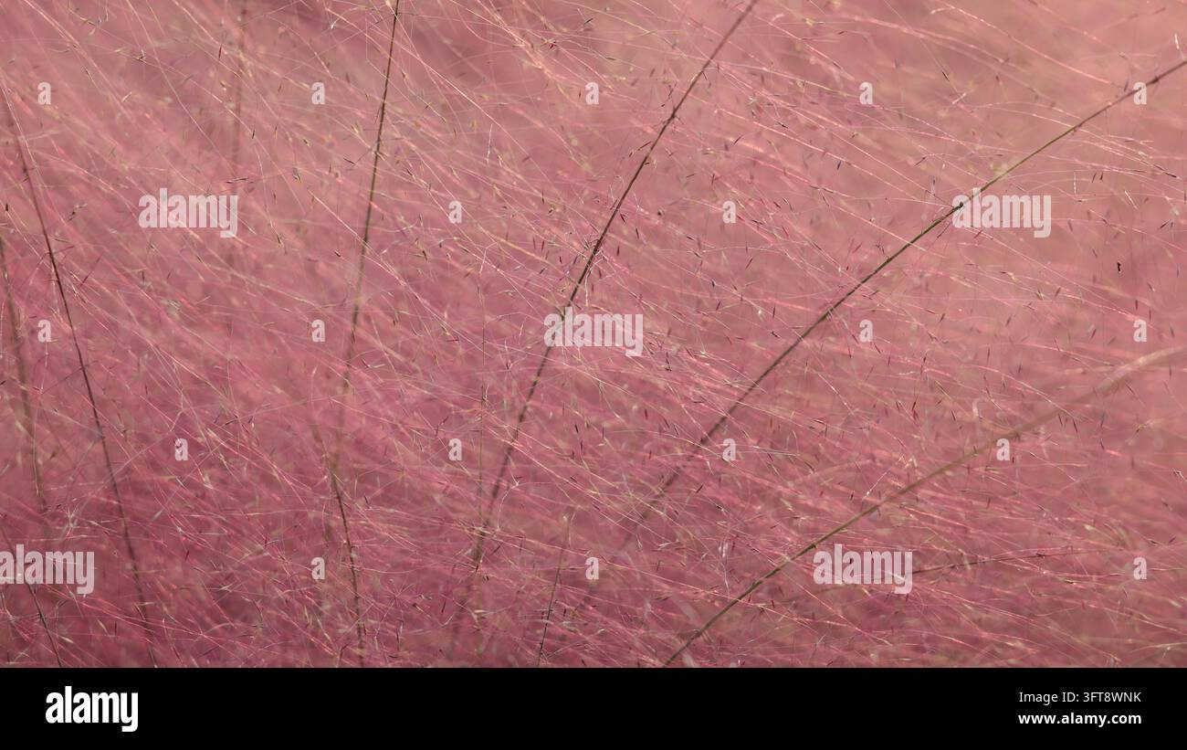 Large tracts of pink muhly grass are in full bloom east of Huaqiao toll ...