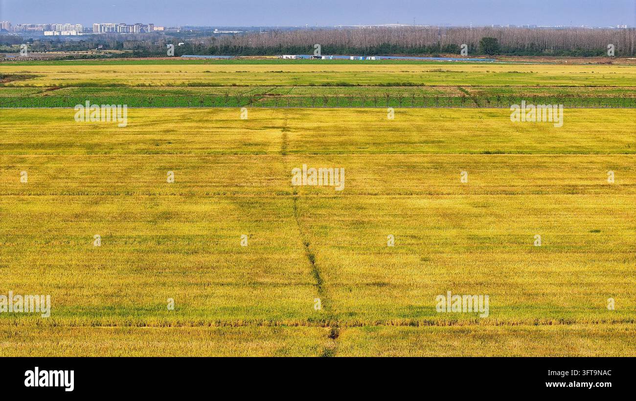 Large tracts of rice are ready for harvest in Shitang Village, Xiaomiao ...