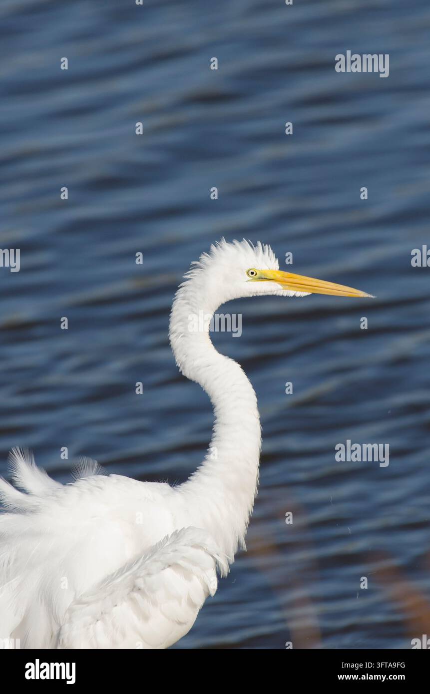Great Egret, Ardea alba, fluffing feathers Stock Photo