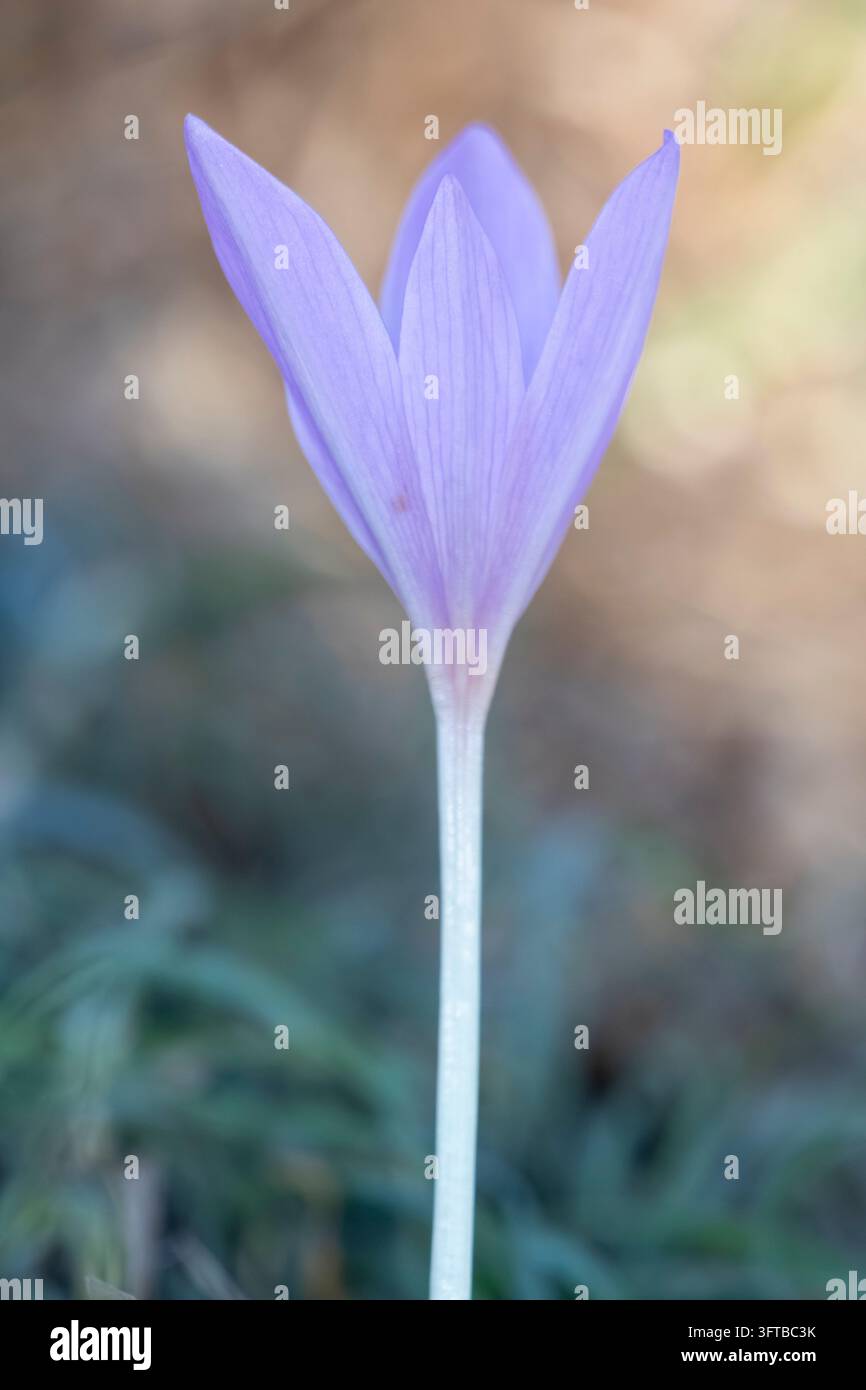 A single lavender autumn crocus flower stands on a long pale stem amid ...