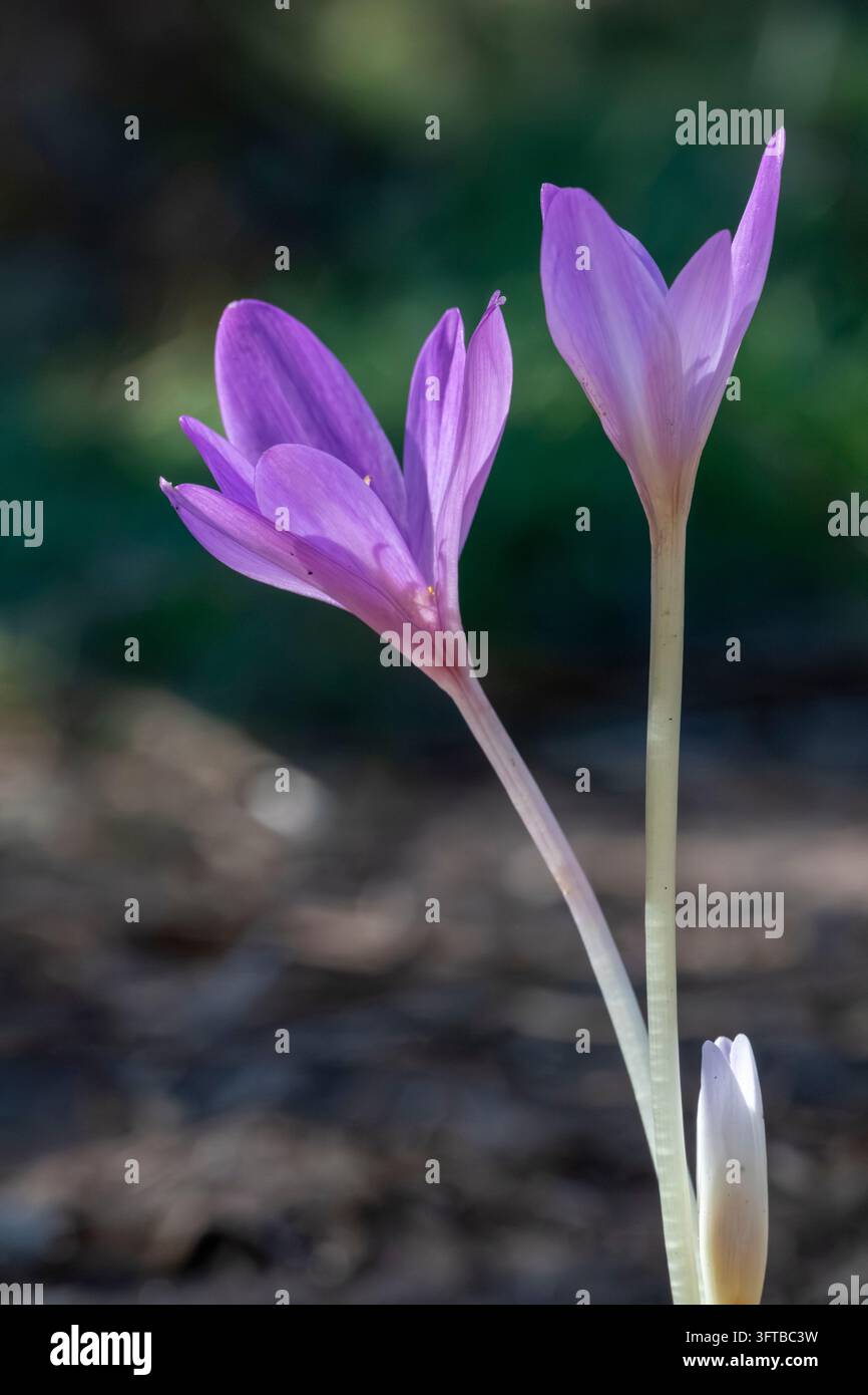Two purple autumn crocus flowers and a smaller closed bud rise above ...