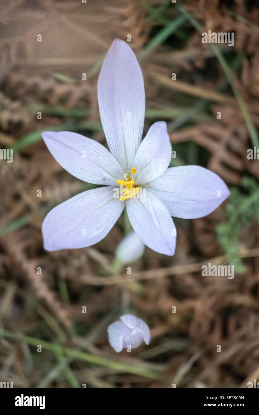 Open autumn crocus with yellow stamens. Grimaud, Var, Provence-Alpes ...