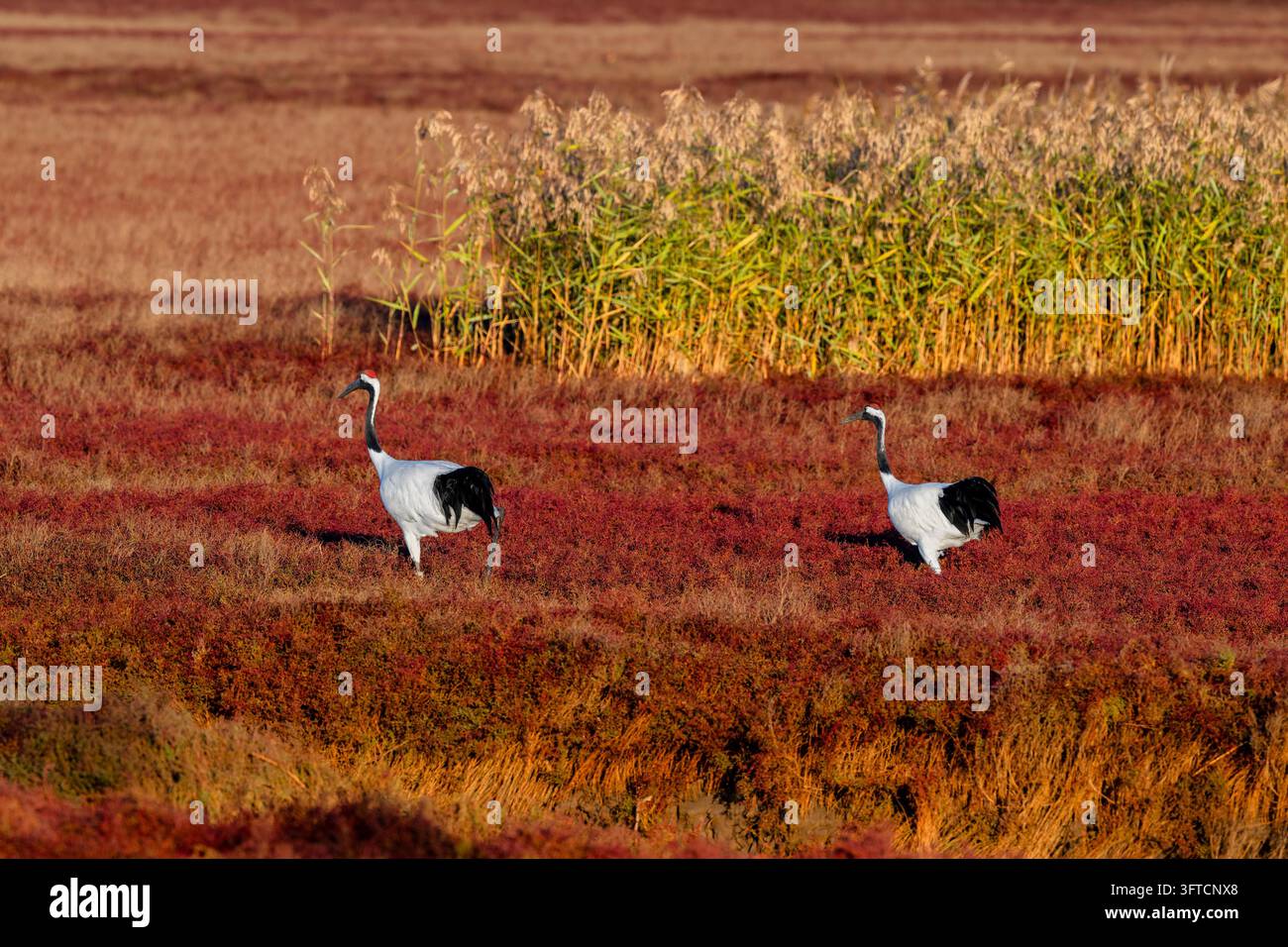 Red-crowned cranes, a national first-class protected species, are seen ...