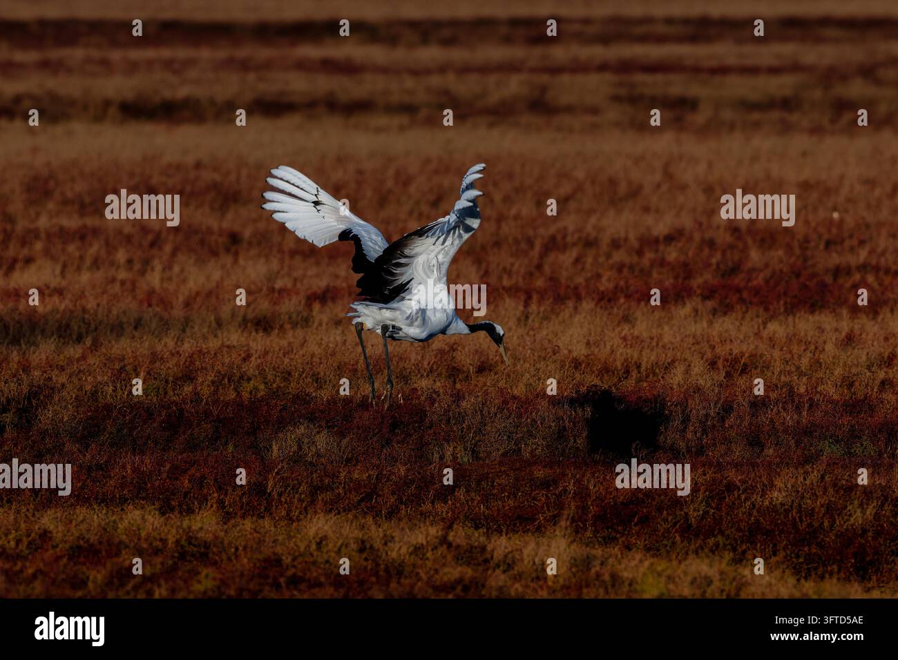 Red-crowned cranes, a national first-class protected species, are seen ...