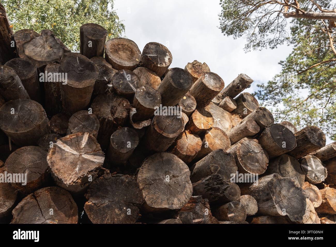Rustic stack of cut logs and timber piled in a forest clearing, showing ...
