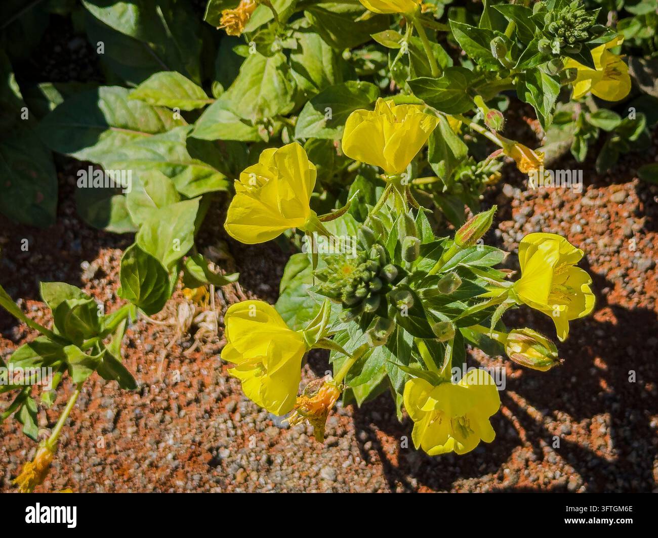 Common Evening-primrose, Oenothera biennis, medicinal plants in ...